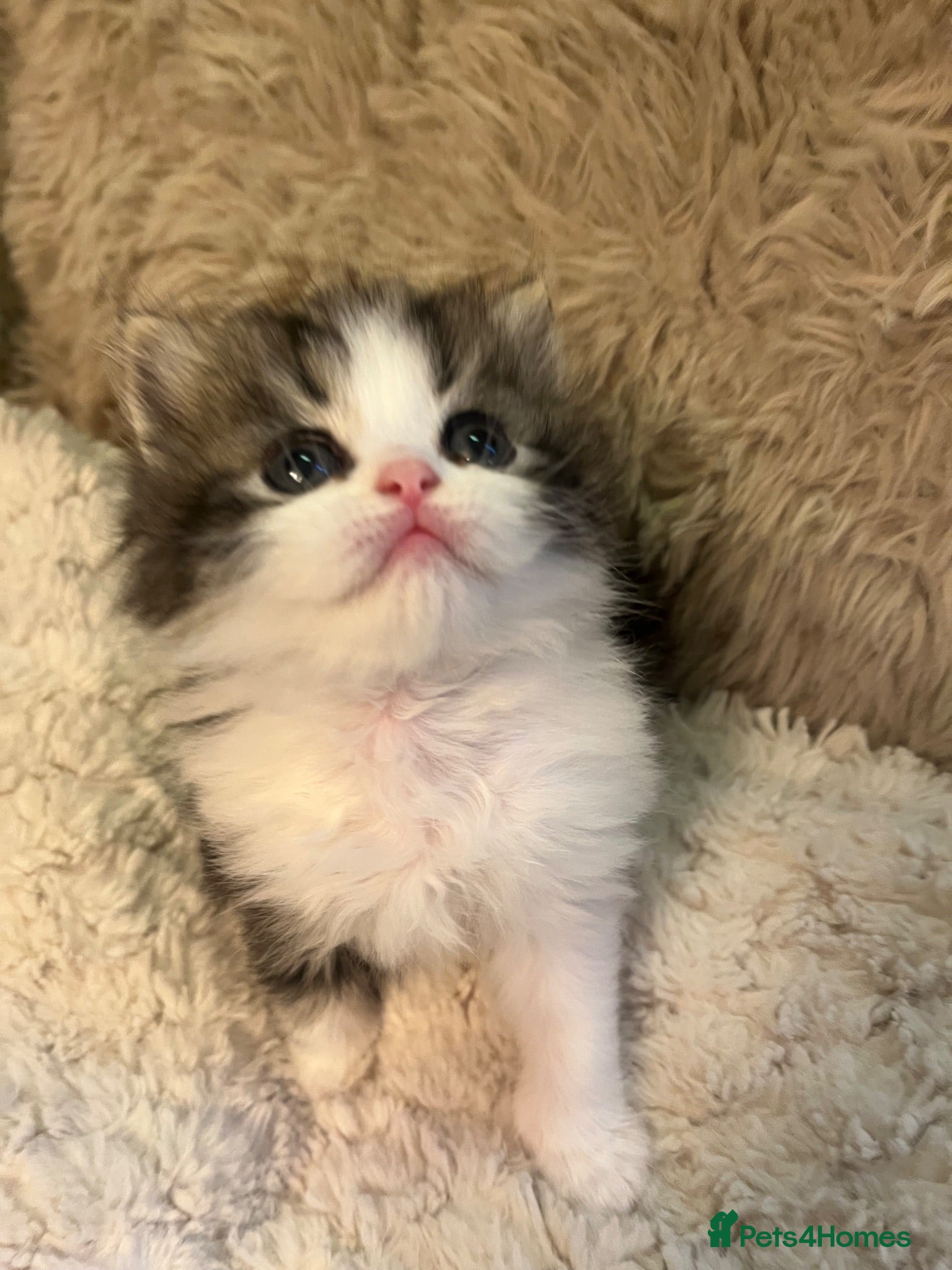 Persian cats Stunning babies now available  - Advert 14