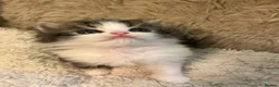 Persian cats for sale: Adorable Persian kittens - Advert 6