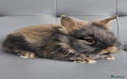 Lionhead rabbits for sale: Beautiful double maned bunnies ready to reserve - Image 2