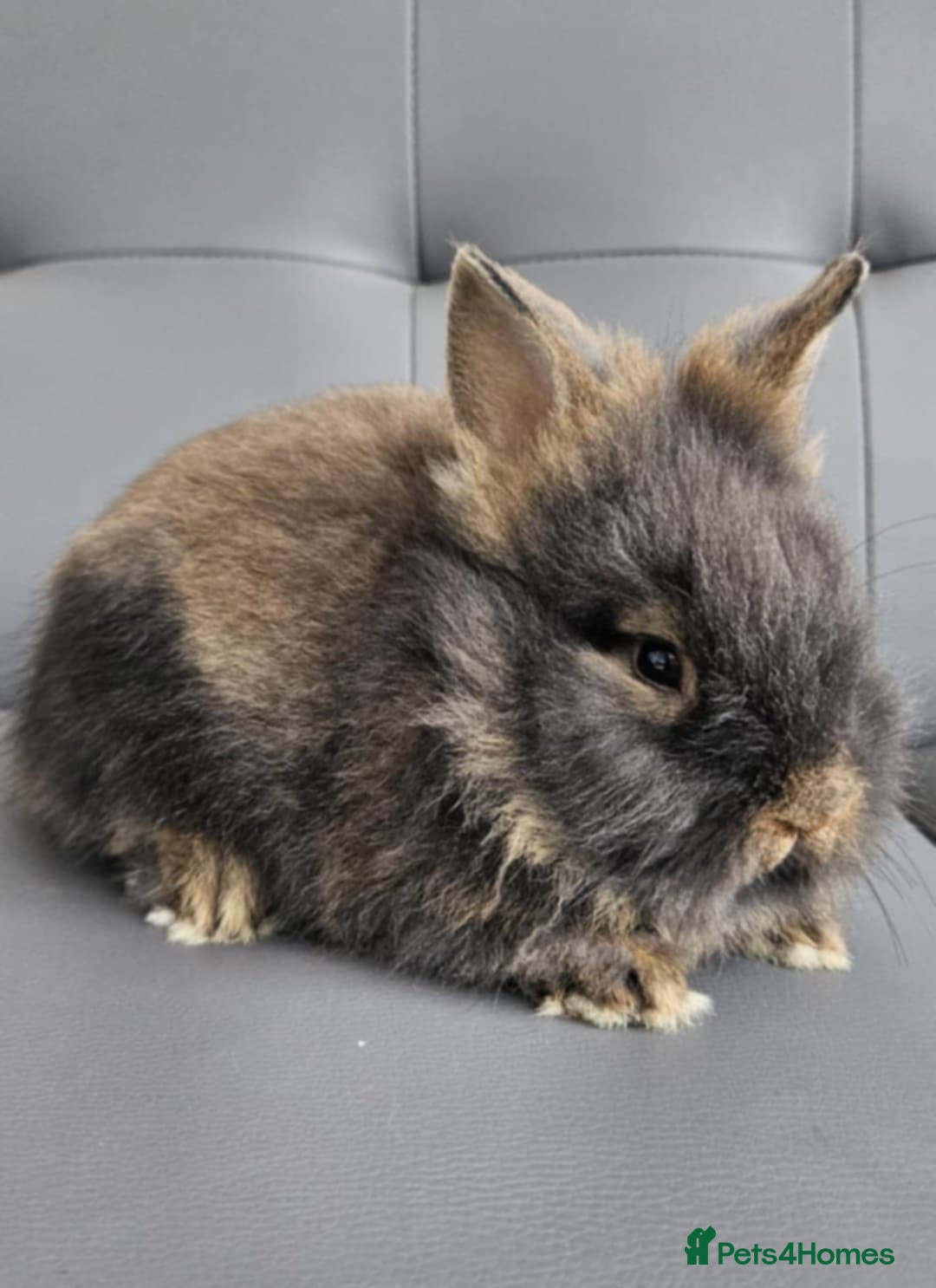 Lionhead rabbits for sale: Beautiful double maned bunnies ready to reserve - Image 2