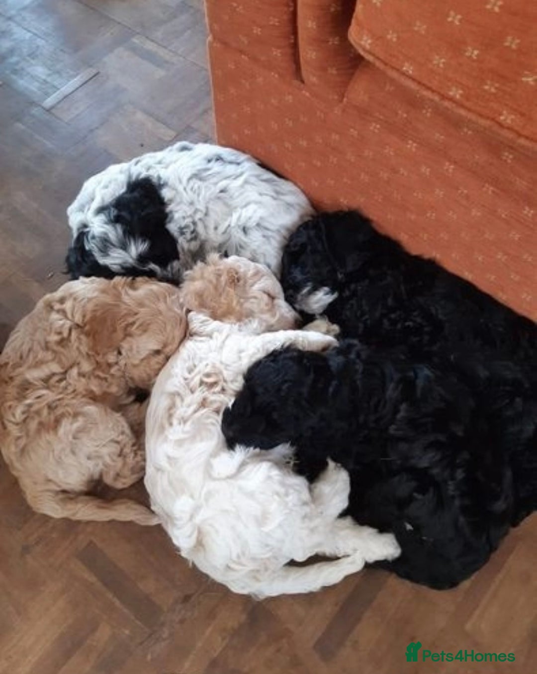 Cockapoo dogs for stud: Experienced Health Testa Cockapoo F1B Stud in Southampton - Image 2