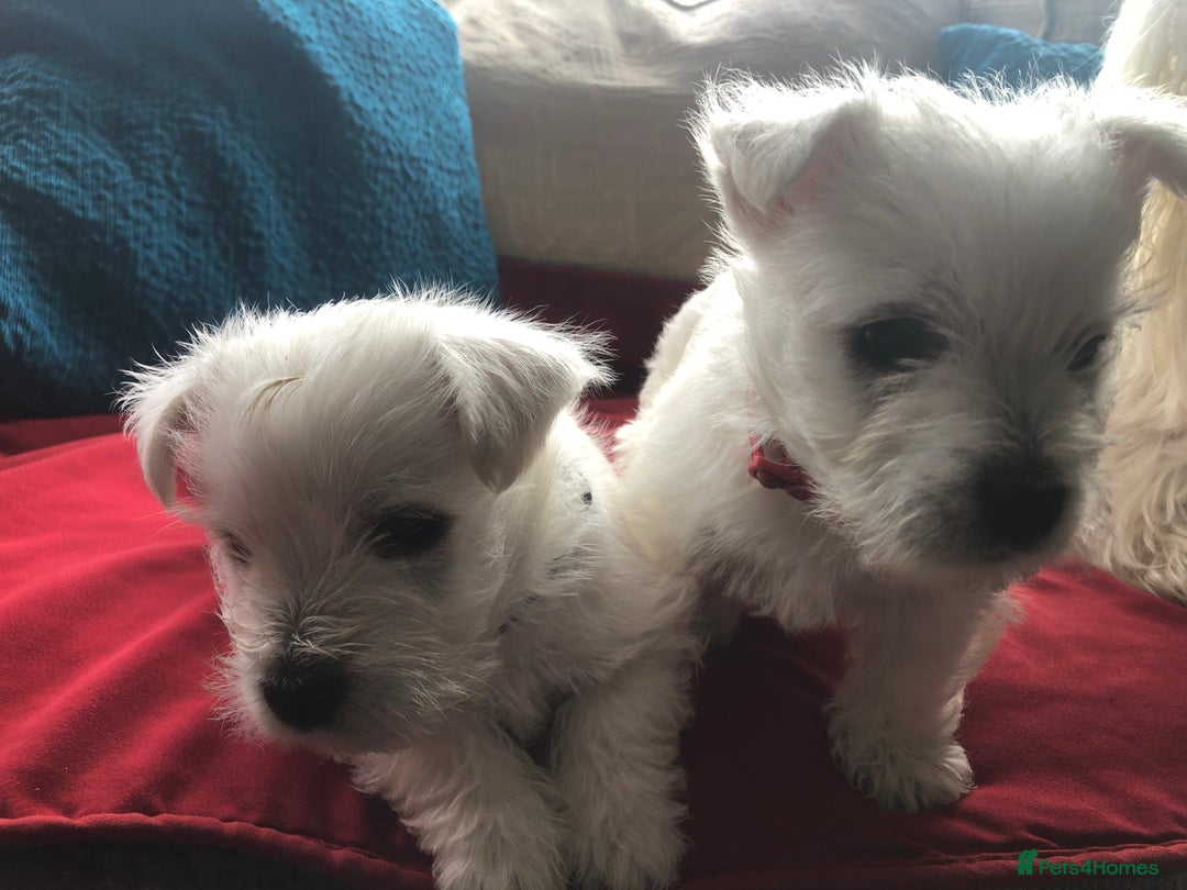 West Highland Terrier dogs for sale: Beautiful west highland puppies for sale - Image 5