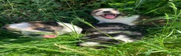 Border Collie dogs for sale: 4 gorgeous Border Collie Puppies - Advert 3