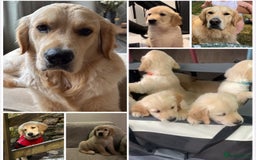 Golden Retriever dogs for sale: Stunning Showline Golden Retrievers 🐾  - Image 10