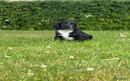 Cocker Spaniel dogs for sale: Cocker spaniel puppies  - Image 4