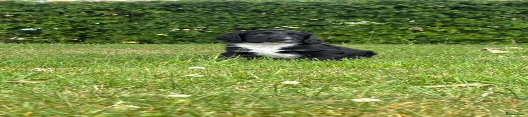 Cocker Spaniel Puppy 3