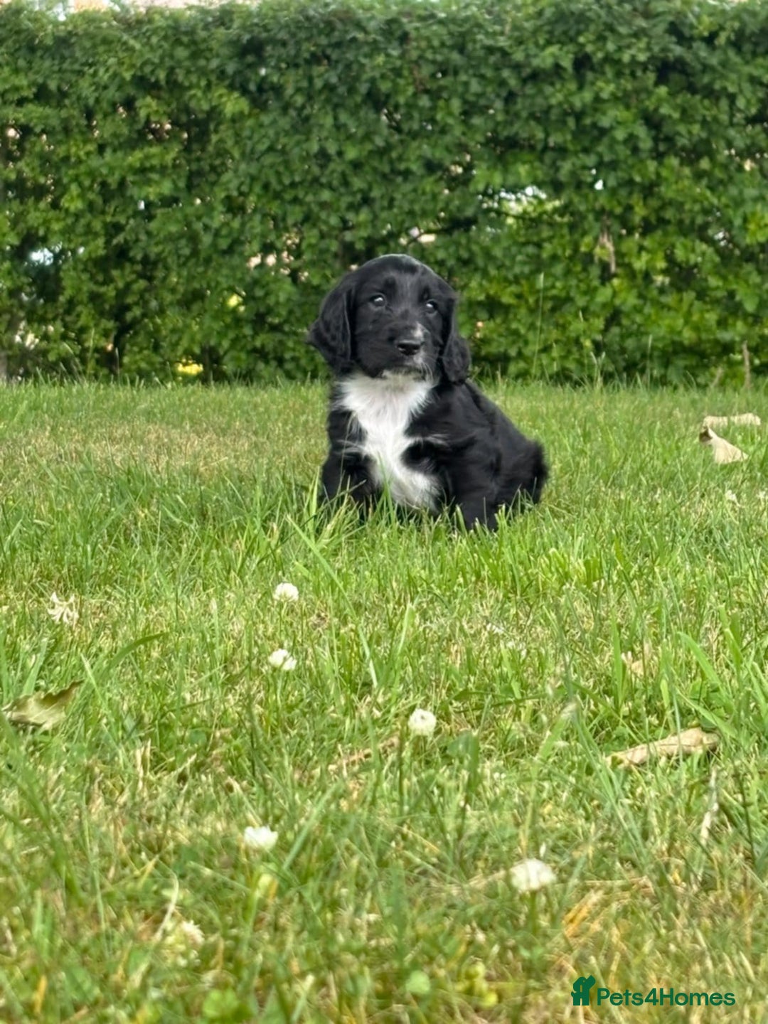 Cocker Spaniel dogs for sale: Cocker spaniel puppies  - Image 4