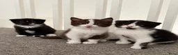 Scottish Fold cats for sale: 🖤🤍Adorable Scottish Kitten Ready for Loving Home - Advert 4
