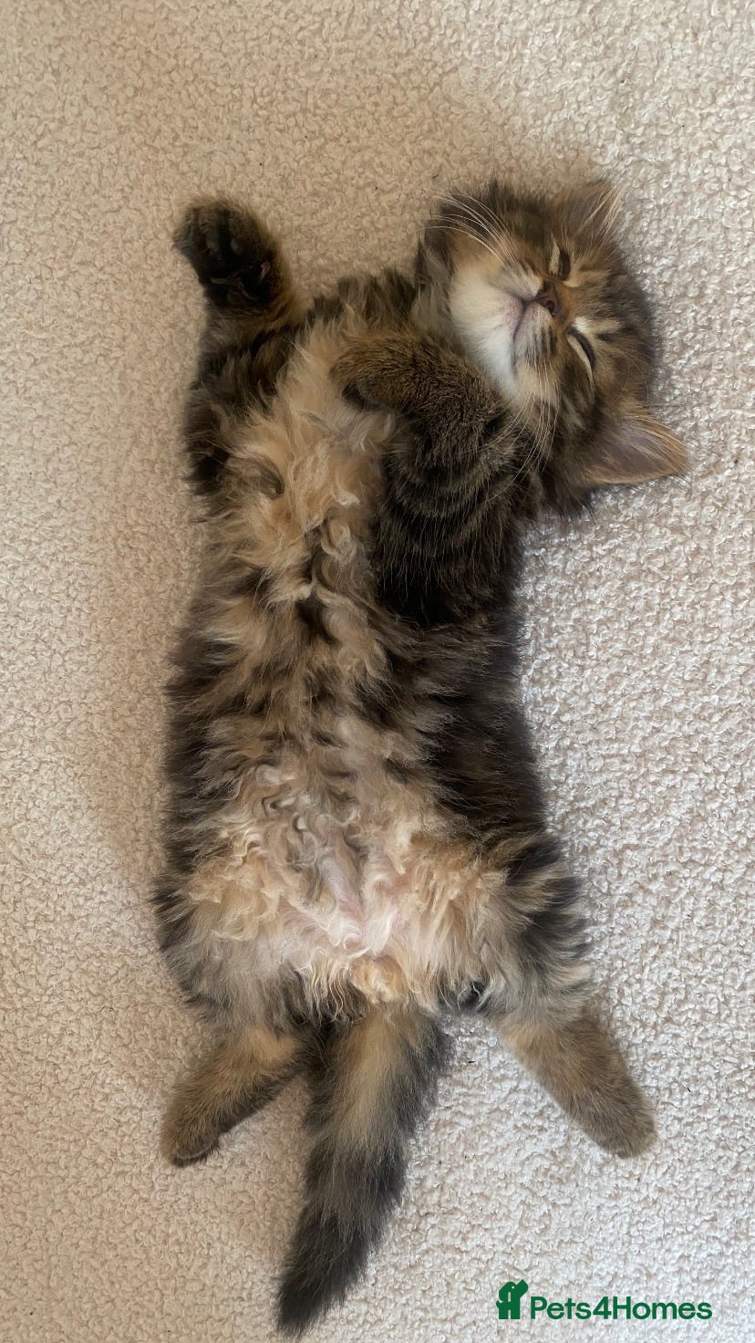 Mixed Breed cats 🤍 Male kitten 🤍 - Advert 2