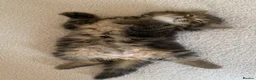 Mixed Breed cats for sale: 🤍 Male kitten 🤍 - Advert 1