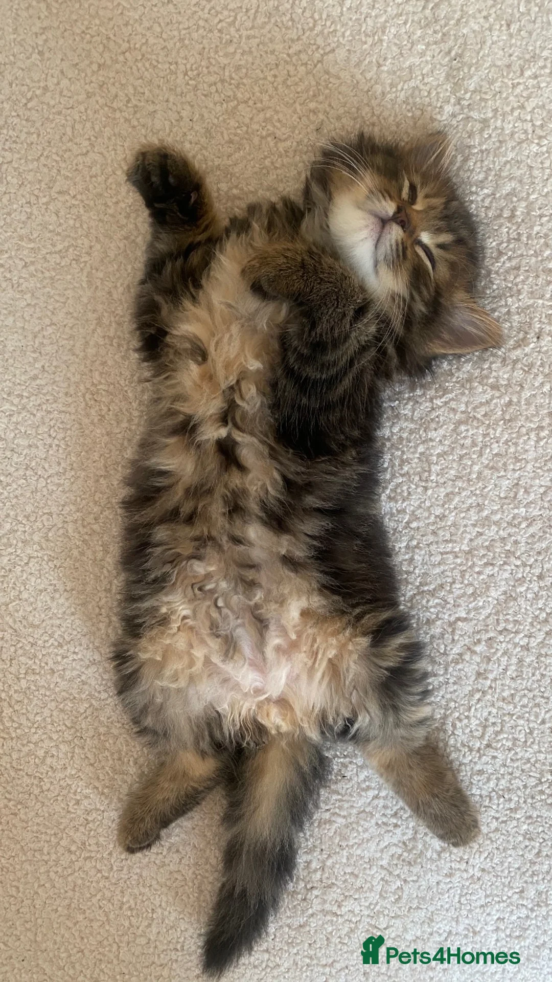 Mixed Breed cats for sale: 🤍 Male kitten 🤍 - Advert 1