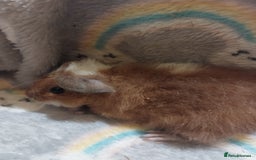 Guinea Pig rodents for sale: Beautiful guinea pigs  - Image 1