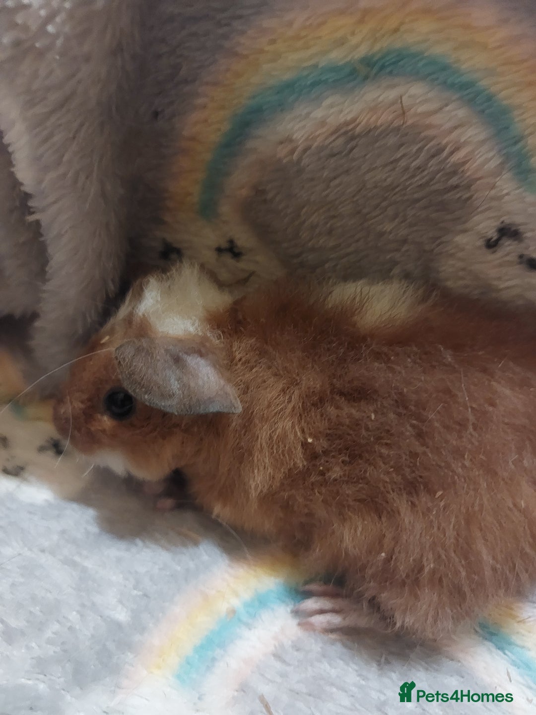 Guinea Pig rodents for sale: Beautiful guinea pigs  - Image 1