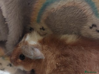 Guinea Pig rodents - Advert 22