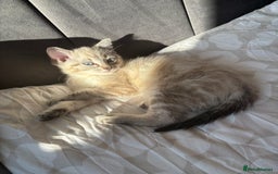 Mixed Breed cats for sale: Male Cat  - Image 5