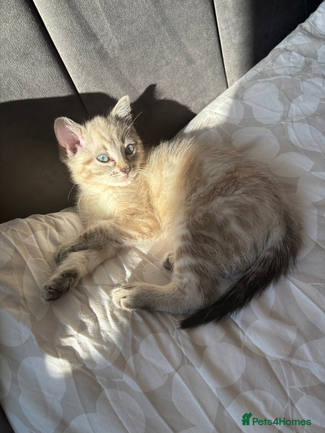 Mixed Breed cats for sale: Male Cat  - Image 5