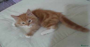 Mixed Breed cats - Advert 16