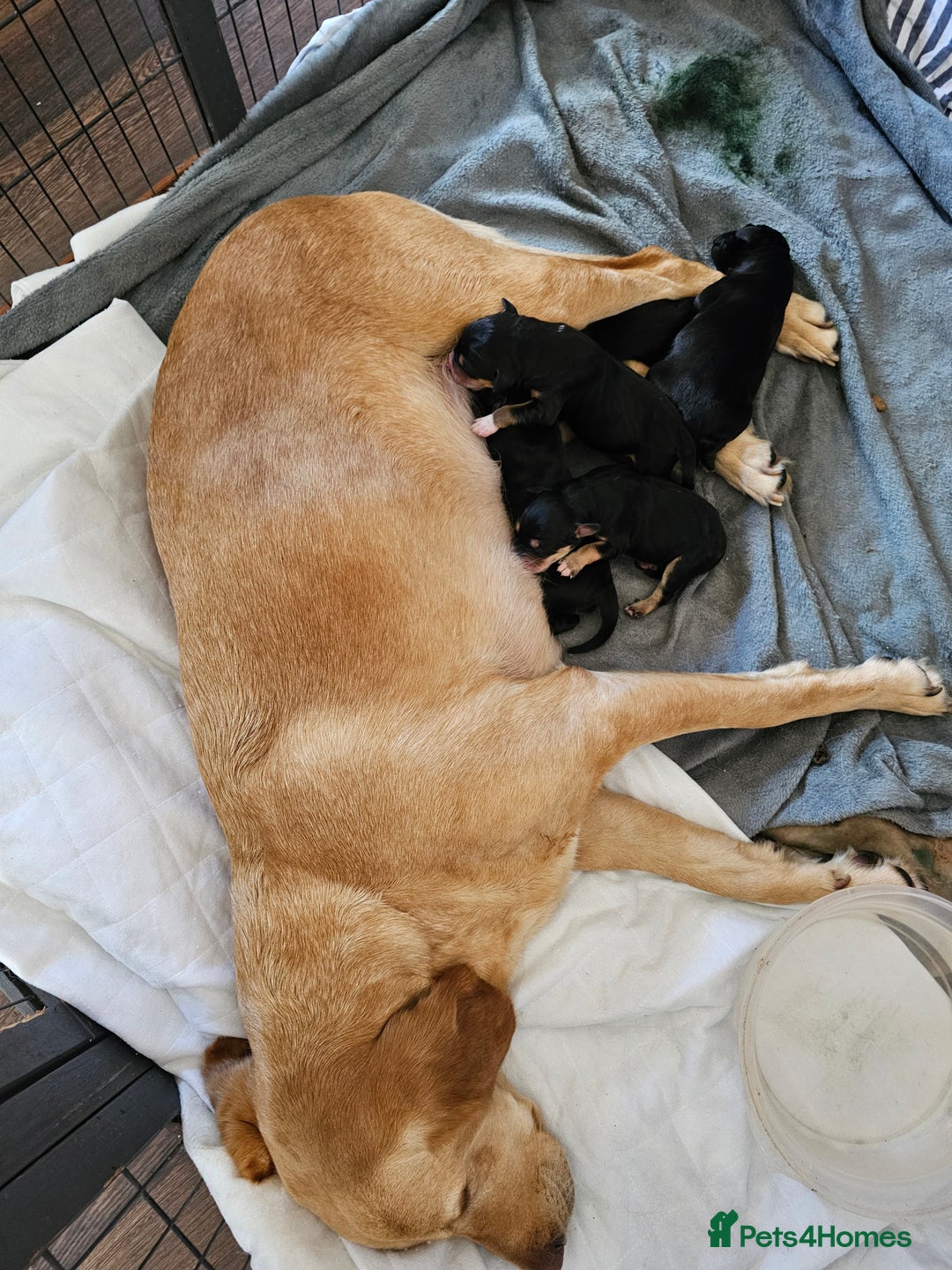 Mixed Breed dogs for sale: Puppies for sale  - Image 20