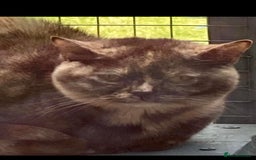 British Shorthair cats for sale: Stunning Pedigree GCCF reg girl - Image 3