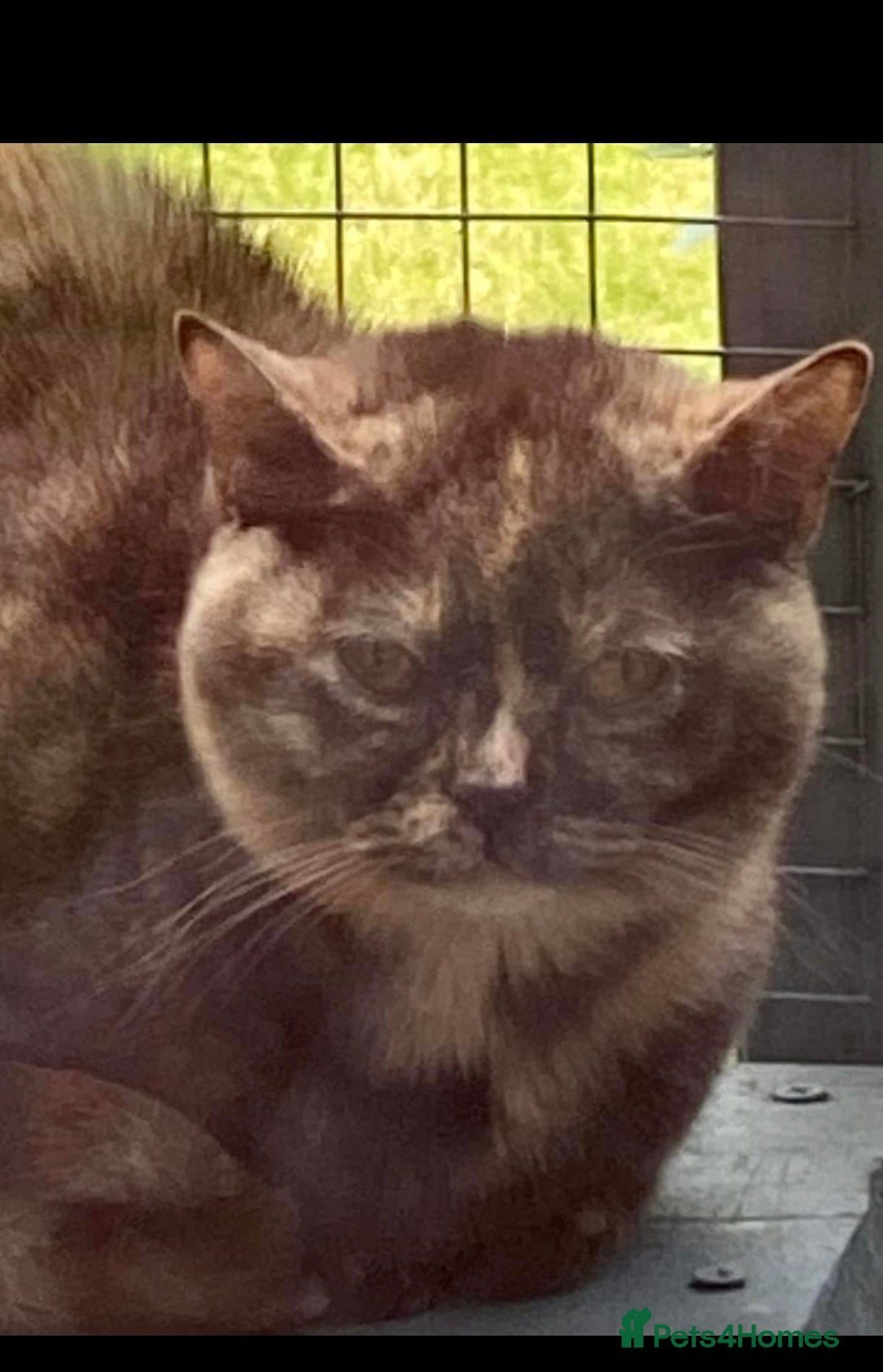 British Shorthair cats for sale: Stunning Pedigree GCCF reg girl - Image 3
