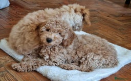 Miniature Poodle dogs for sale: Cafe au lait female miniature poodle - Image 1