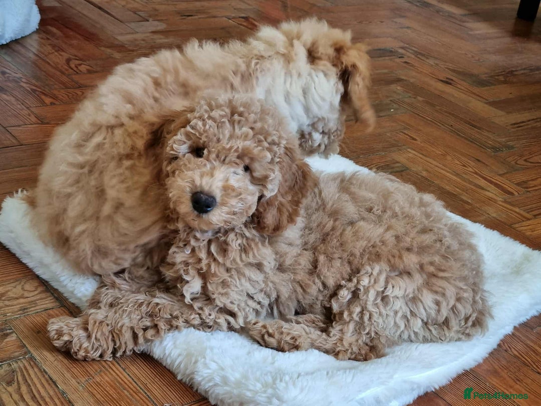 Miniature Poodle dogs for sale: Cafe au lait female miniature poodle - Image 1