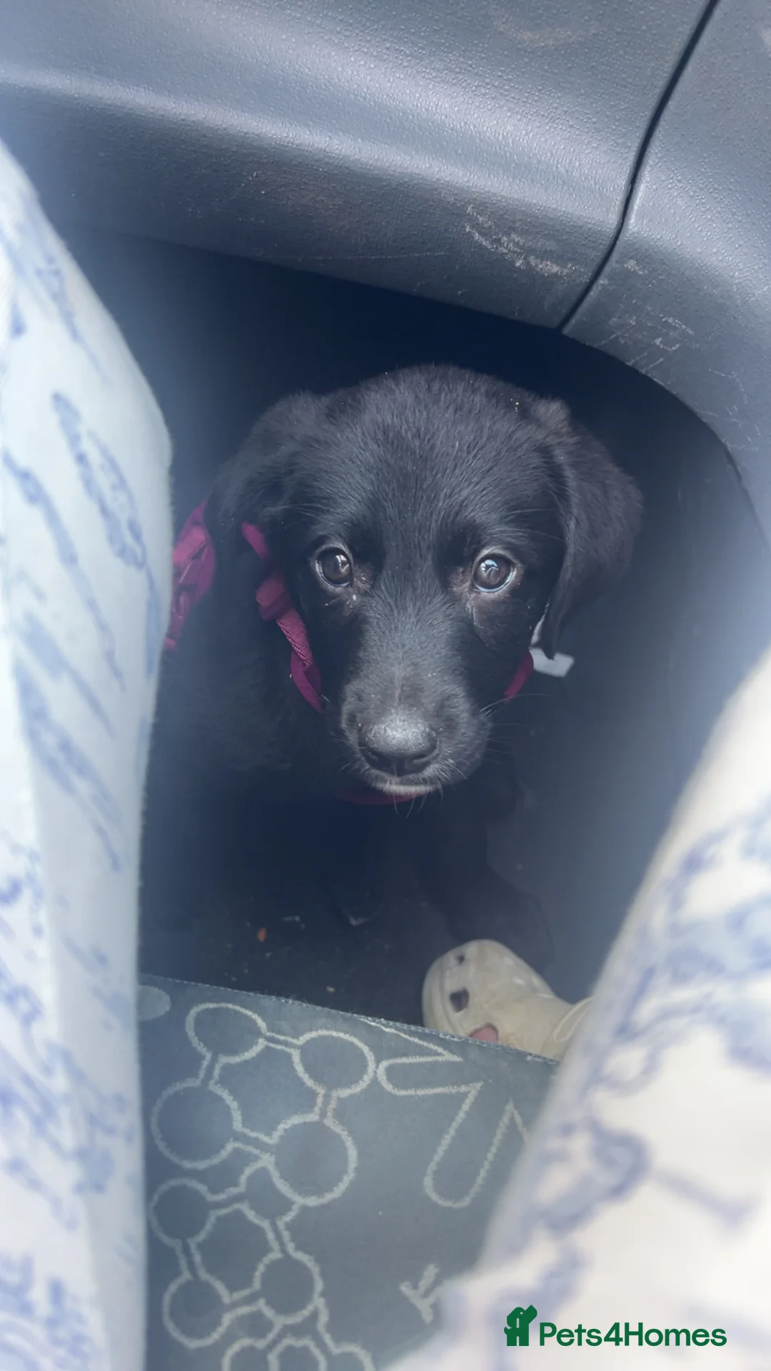 Borador dogs for sale: bordador 10 weeks old - Advert 2