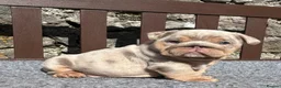 English Bulldog dogs for sale: Beautiful English bulldog puppies - Advert 29
