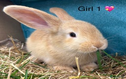 Dwarf Lop rabbits for sale: Dwarf lops ready for forever homes 15th November  - Image 5