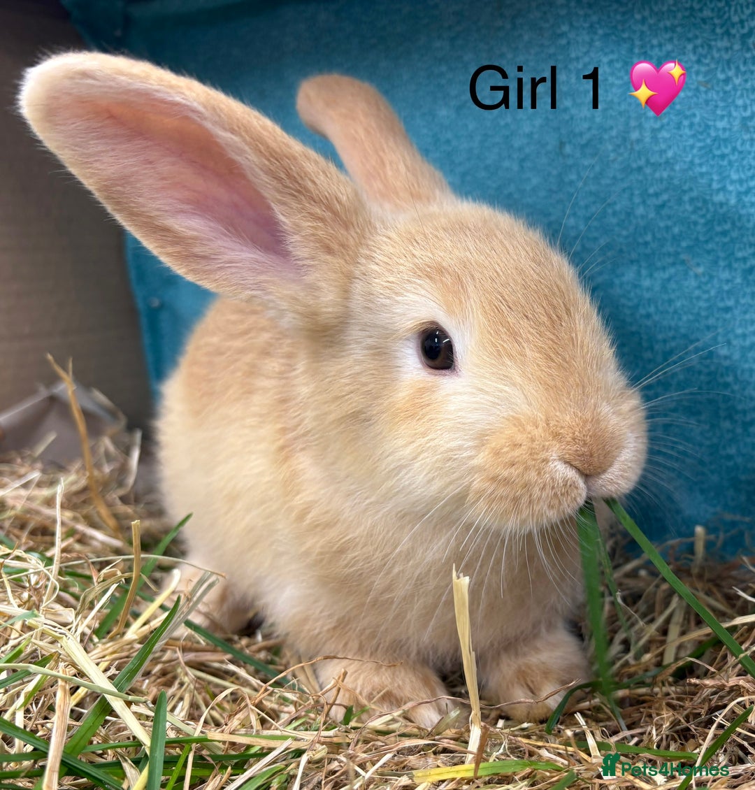 Dwarf Lop rabbits for sale: Dwarf lops ready for forever homes 15th November  - Image 5