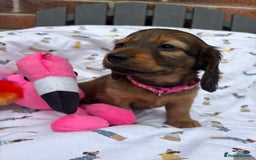Miniature Dachshund dogs for sale: Amazing Champ Bloodlines Mini Dachshunds ✨ - Image 26