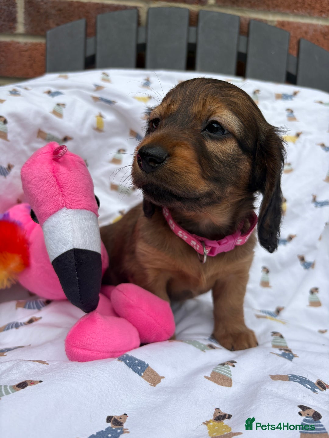Miniature Dachshund dogs for sale: Amazing Champ Bloodlines Mini Dachshunds ✨ - Image 26