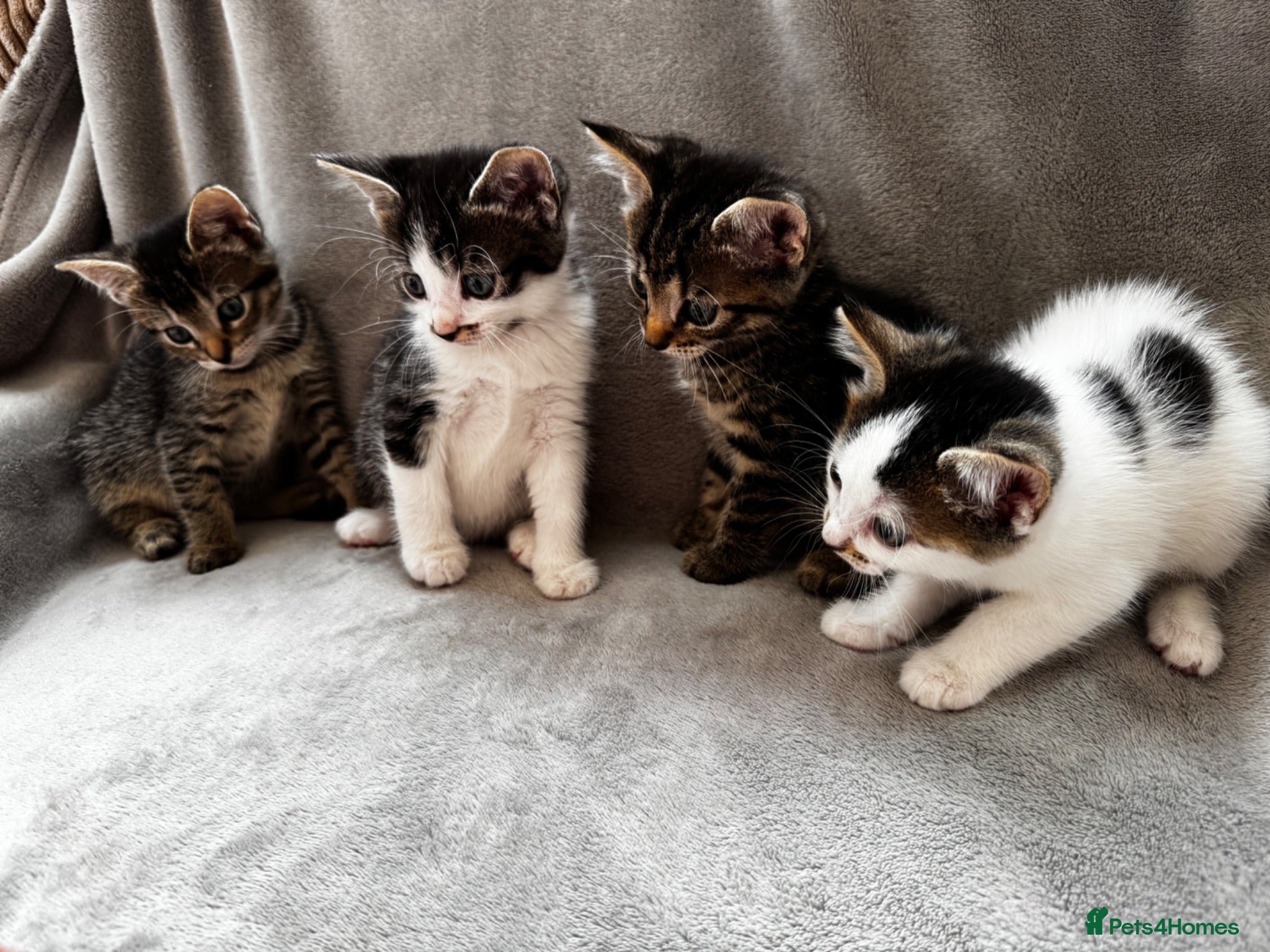 Mixed Breed cats 4 Adorable Little Kittens for sale - Advert 3