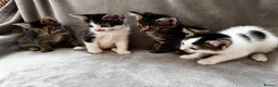 Mixed Breed cats for sale: 4 Adorable Little Kittens for sale in Watford - Advert 1