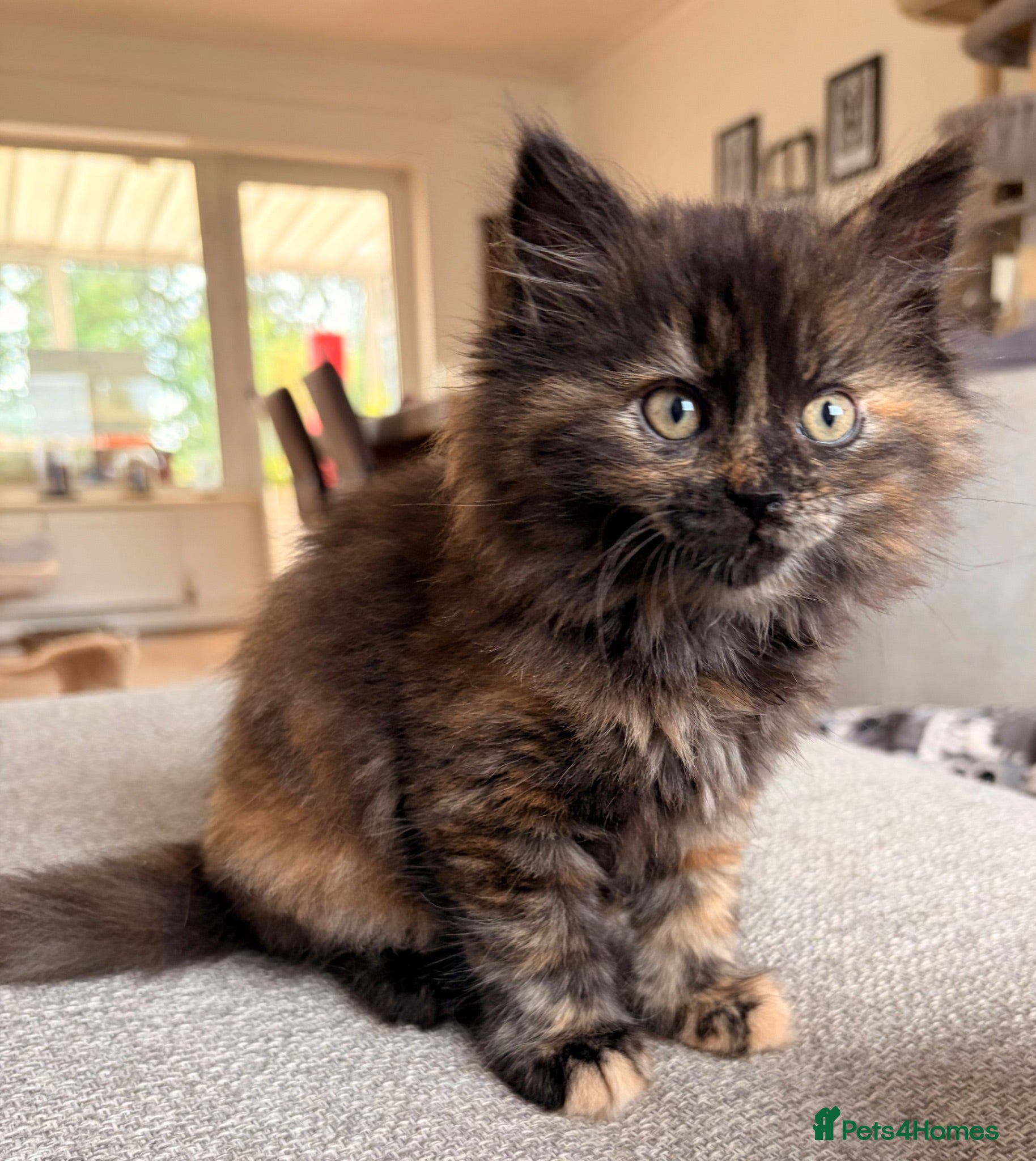 British Shorthair cats Beautiful BSH X Maine coon babies, last girl left - Advert 2