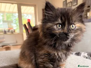 British Shorthair cats Beautiful BSH X Maine coon babies, last girl left - Advert 2