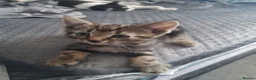 Mixed Breed cats for sale: Male kitten for sale in London - Advert 5