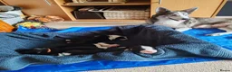 Mixed Breed dogs for sale: Border Collie/Husky Cross Puppies  - Advert 17