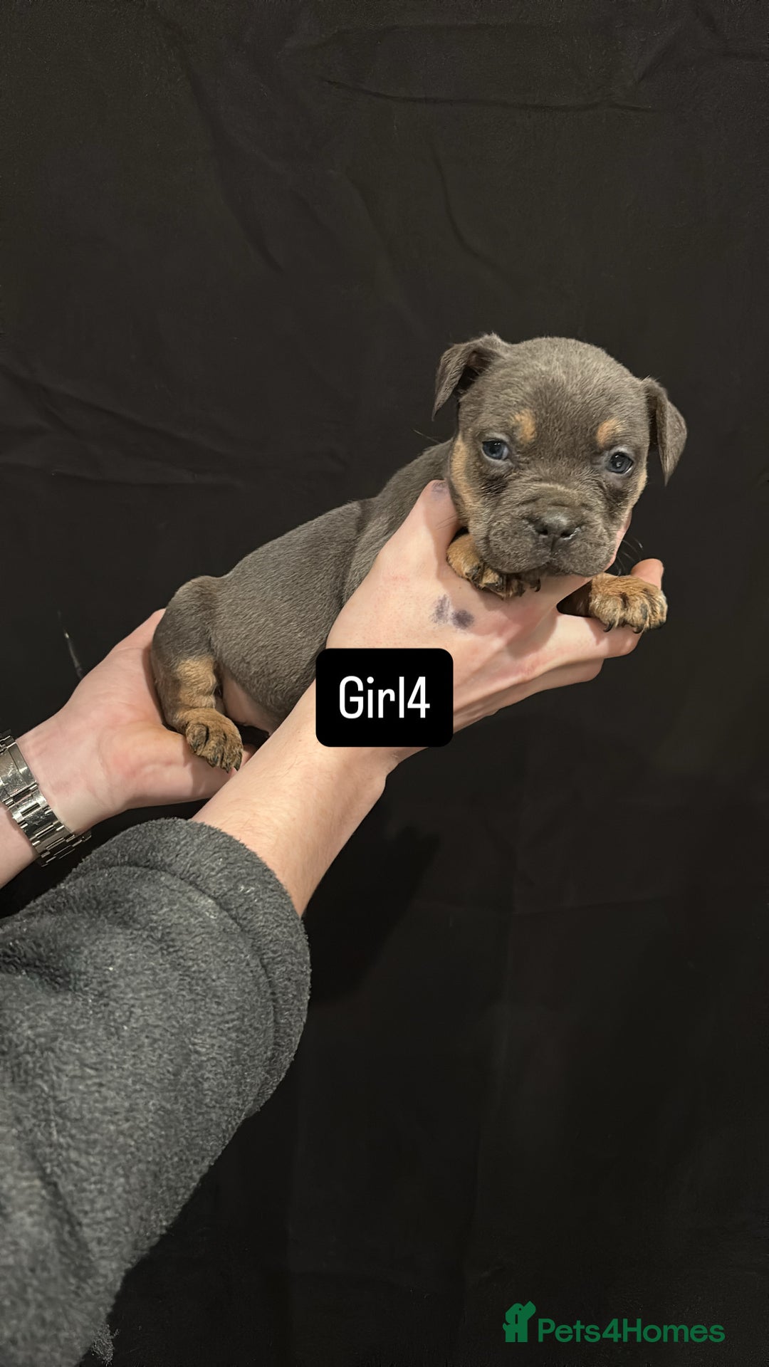 American Bulldog dogs for sale: Pocket bully’s  - Advert 13