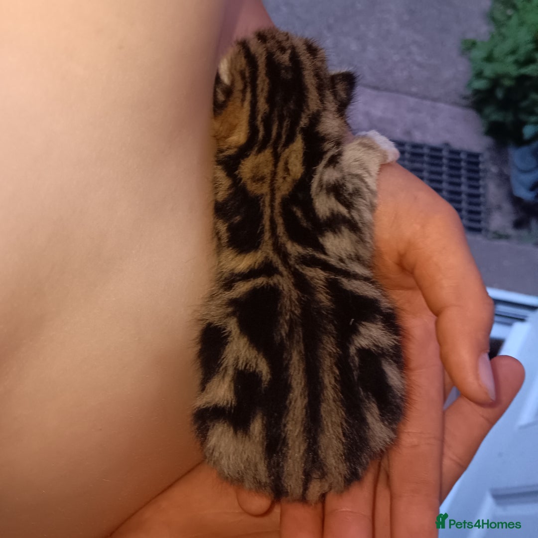 Mixed Breed cats for sale: Stunning kittens for sale  - Image 14