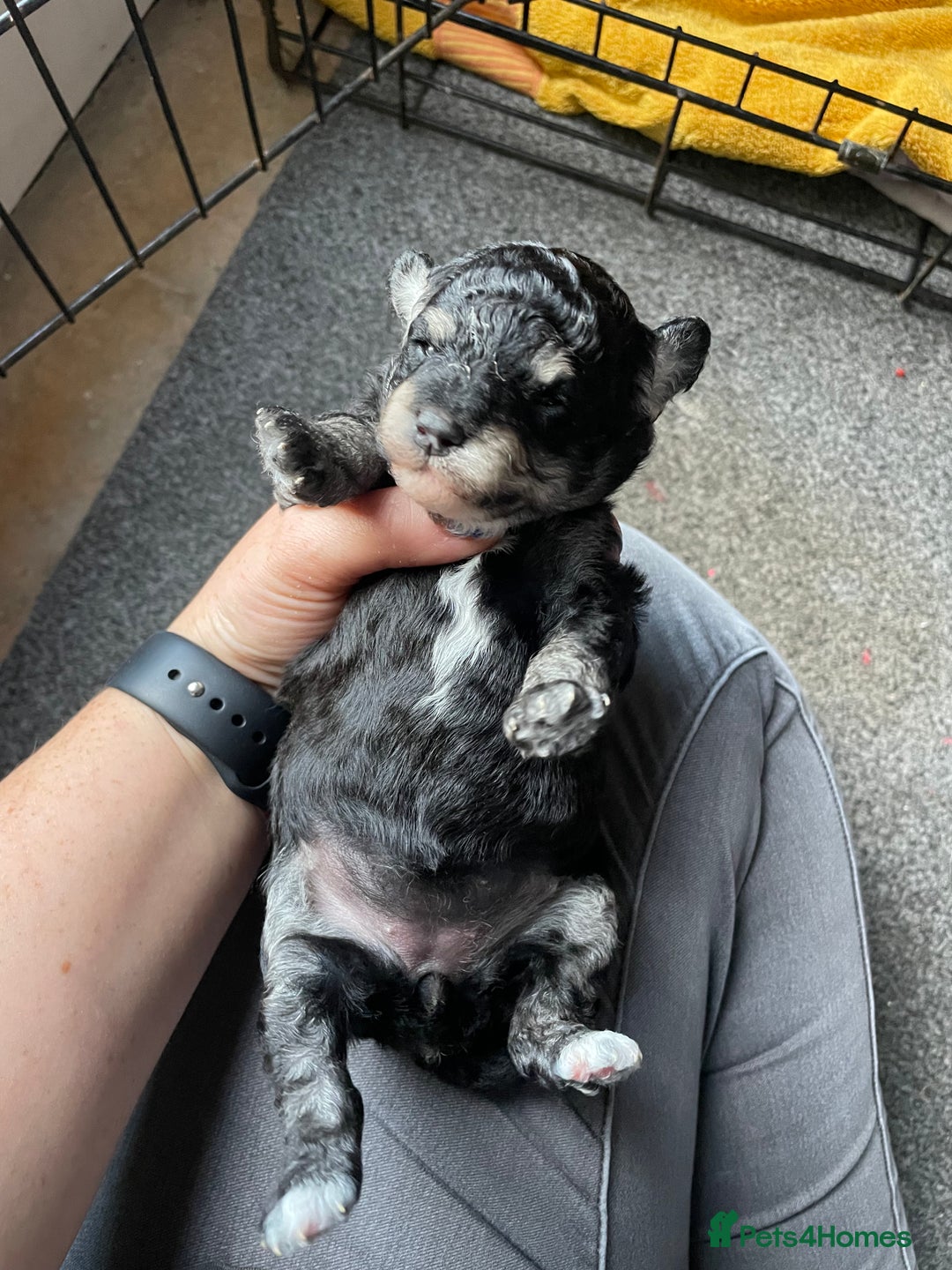 Toy Poodle dogs for sale: Gorgeous KC Toy Poodle Puppies 1 Boy Available - Image 8