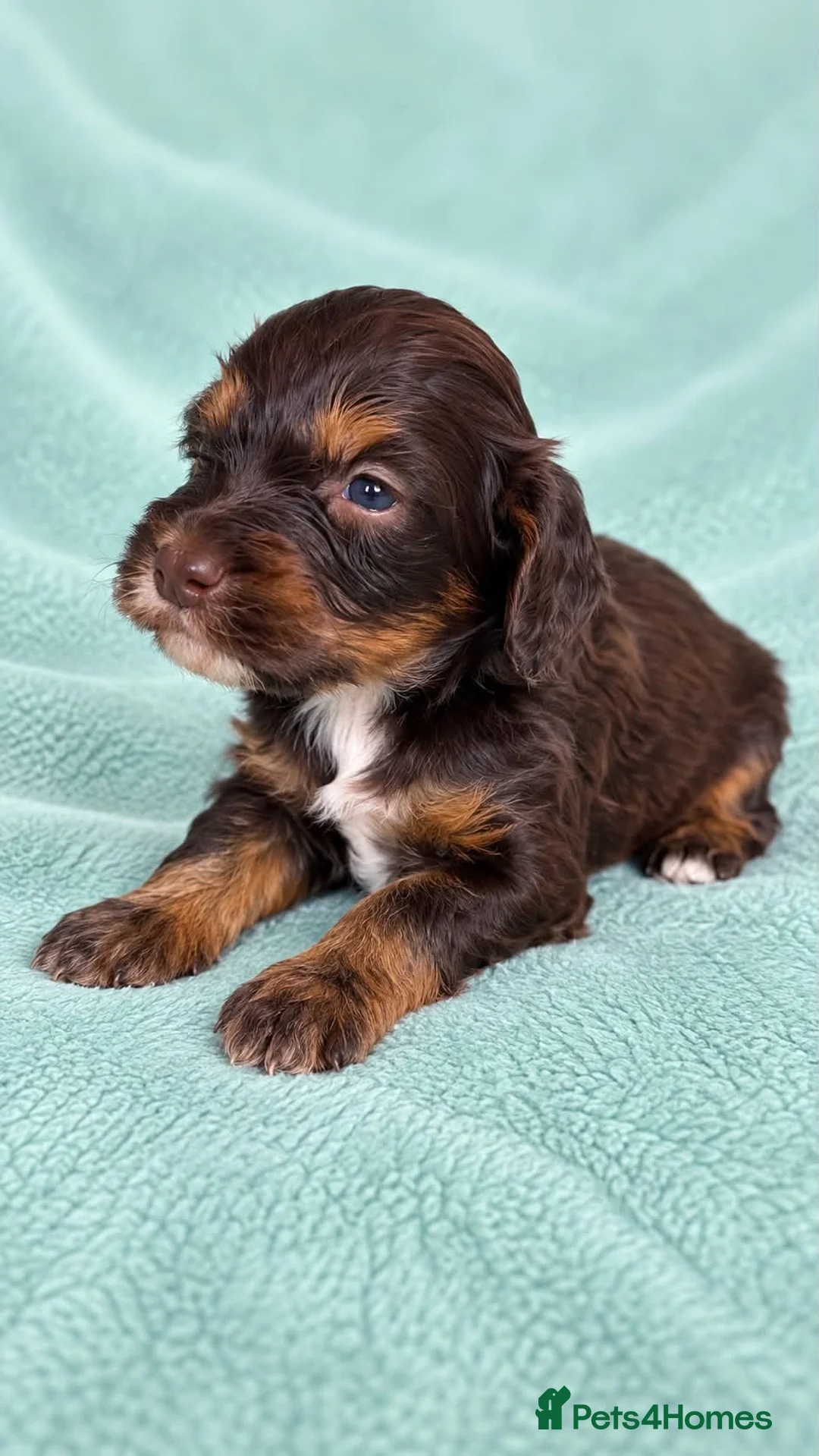 Cockapoo dogs for sale: Gorgeous tri, chocolate, tan cockapoos in Ferryhill - Advert 7