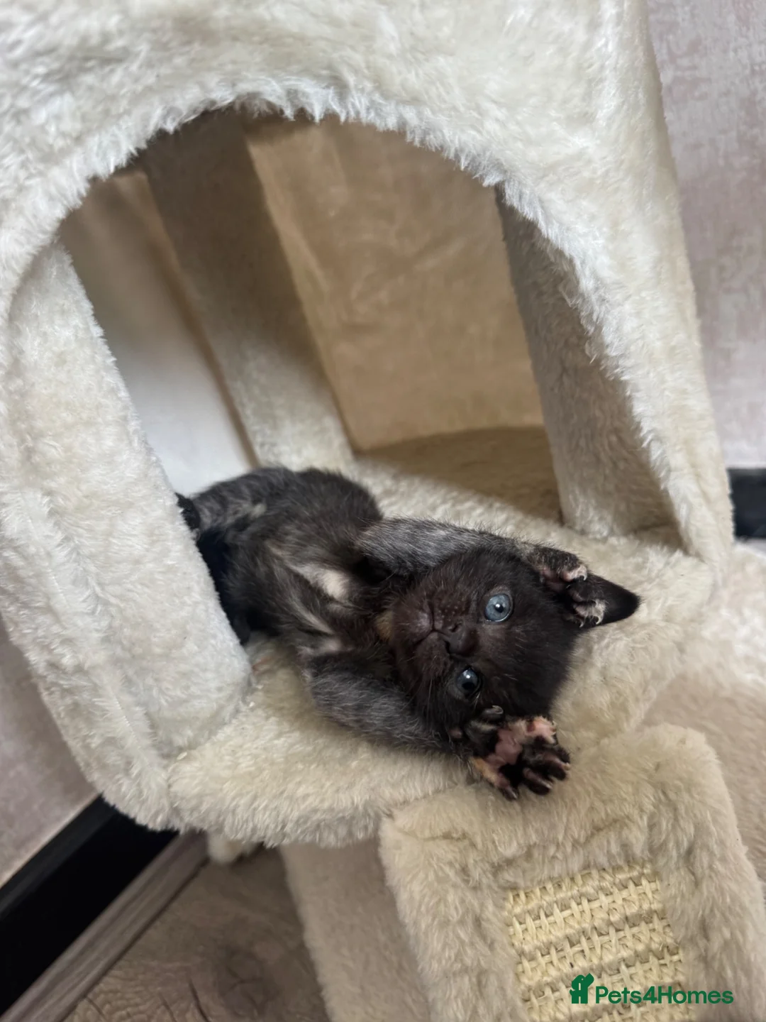 British Shorthair cats for sale: FREE Playful little girl ready for a loving home  in Heckmondwike - Advert 4