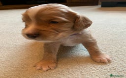 Cocker Spaniel dogs for sale: KC Reg Working Cocker Spaniel Puppies for Sale - Image 3