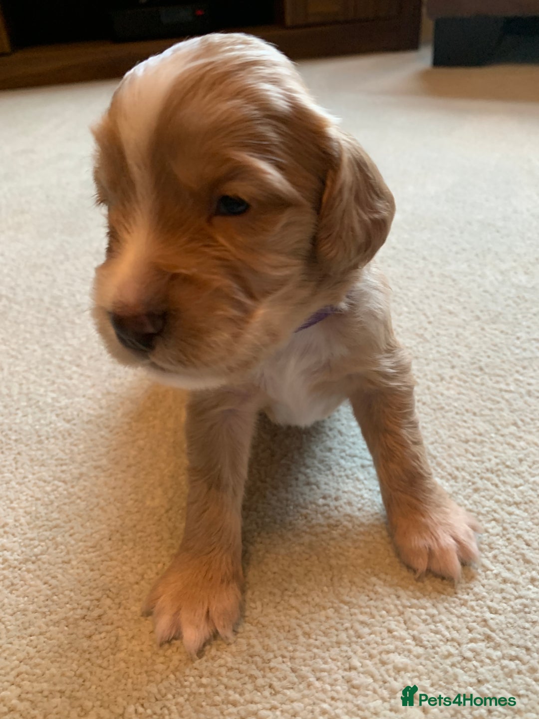 Cocker Spaniel dogs for sale: KC Reg Working Cocker Spaniel Puppies for Sale - Image 3