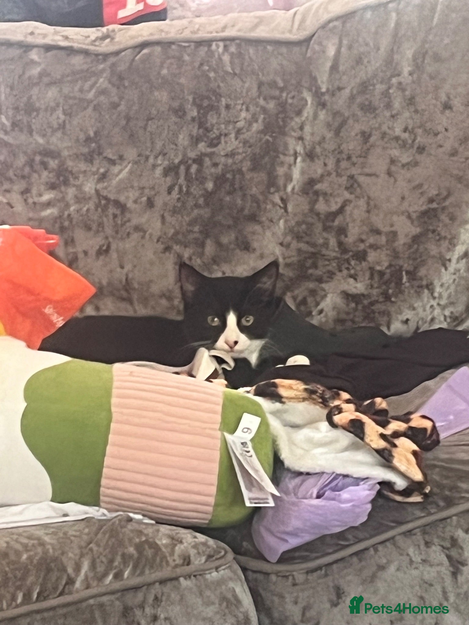 Mixed Breed cats 🐾feral kittens 🐾 - Advert 10