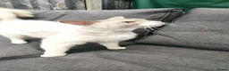 LaPerm cats for sale: Gentle Adult LaPerm male - Advert 2