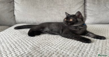 British Shorthair cats - Advert 6