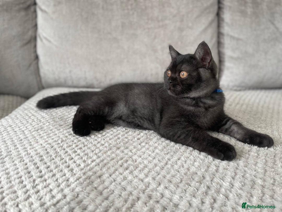 British Shorthair cats for sale: 🔥🖤 RARE BLACK SMOKED MALE BRITISH SHORTHAIR 🔥🖤 - Image 2