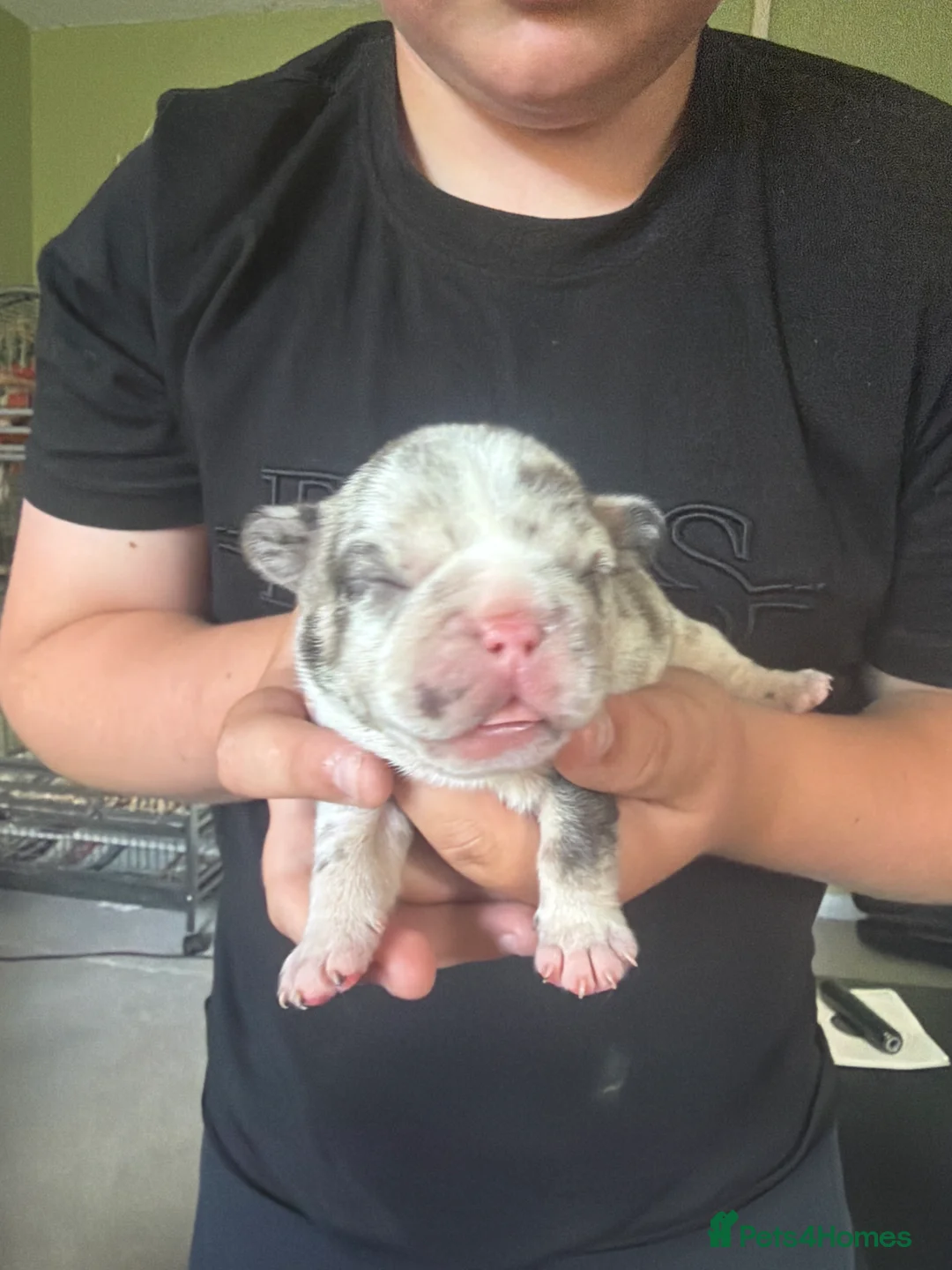 French Bulldog dogs for sale: 4 beautiful puppies  in Chesterfield - Advert 2